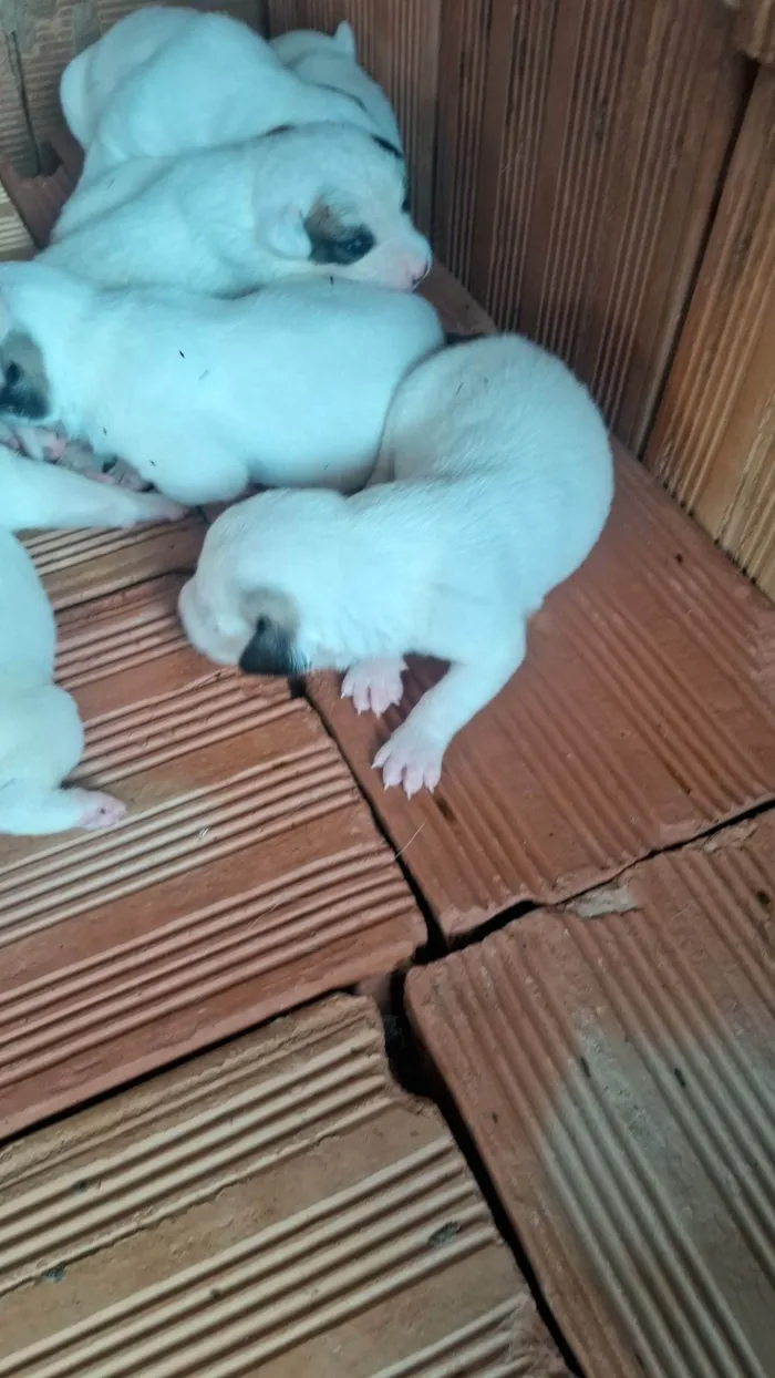 Cachorro ra a SRD-ViraLata idade Abaixo de 2 meses nome pequeno