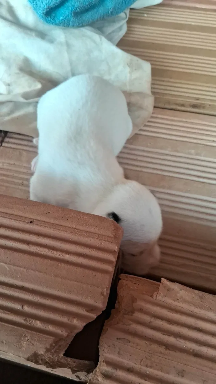 Cachorro ra a SRD-ViraLata idade Abaixo de 2 meses nome pequeno