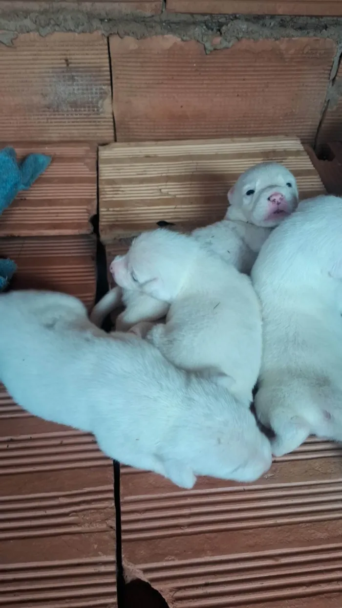 Cachorro ra a SRD-ViraLata idade Abaixo de 2 meses nome pequeno