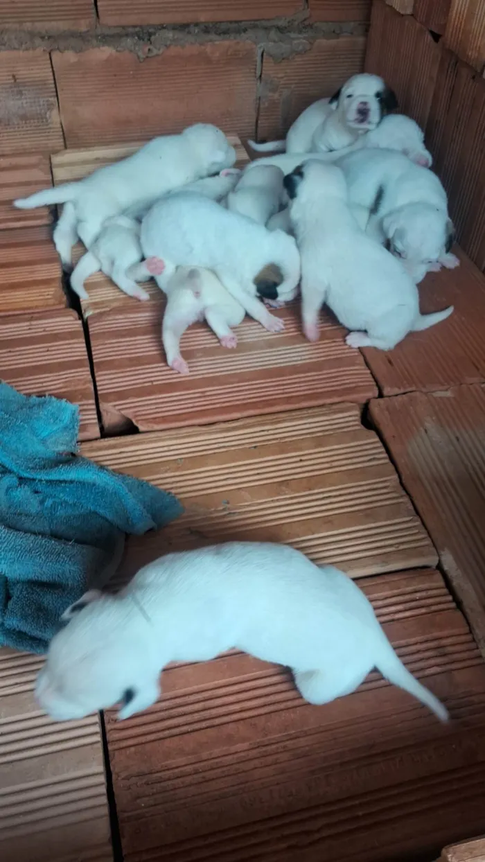 Cachorro ra a SRD-ViraLata idade Abaixo de 2 meses nome pequeno