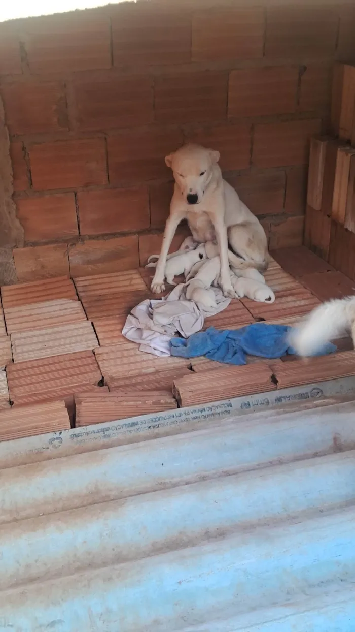 Cachorro ra a SRD-ViraLata idade Abaixo de 2 meses nome pequeno