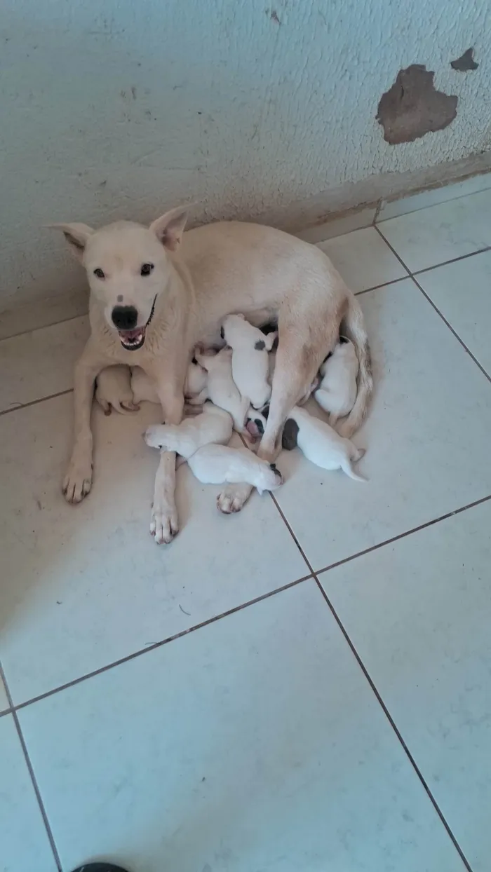 Cachorro ra a SRD-ViraLata idade Abaixo de 2 meses nome pequeno