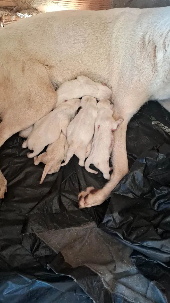 Cachorro ra a SRD-ViraLata idade Abaixo de 2 meses nome pequeno