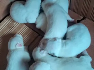 Cachorro raça SRD-ViraLata idade Abaixo de 2 meses nome pequeno