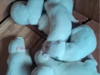 Cachorro raça SRD-ViraLata idade Abaixo de 2 meses nome pequeno