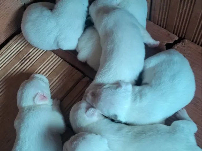 Cachorro ra a SRD-ViraLata idade Abaixo de 2 meses nome pequeno