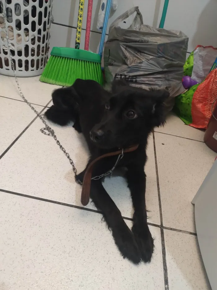 Cachorro ra a SRD-ViraLata idade 2 a 6 meses nome ?? pretinha 