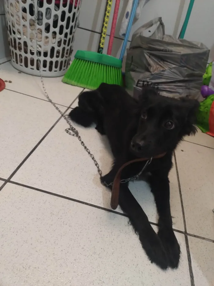 Cachorro ra a SRD-ViraLata idade 2 a 6 meses nome ?? pretinha 