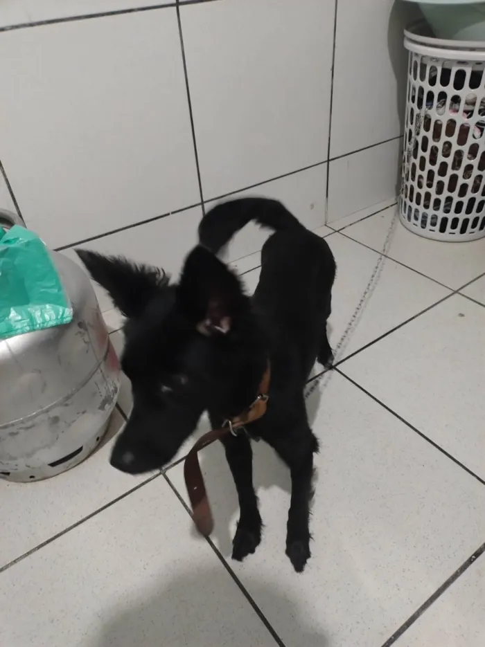 Cachorro ra a SRD-ViraLata idade 2 a 6 meses nome ?? pretinha 