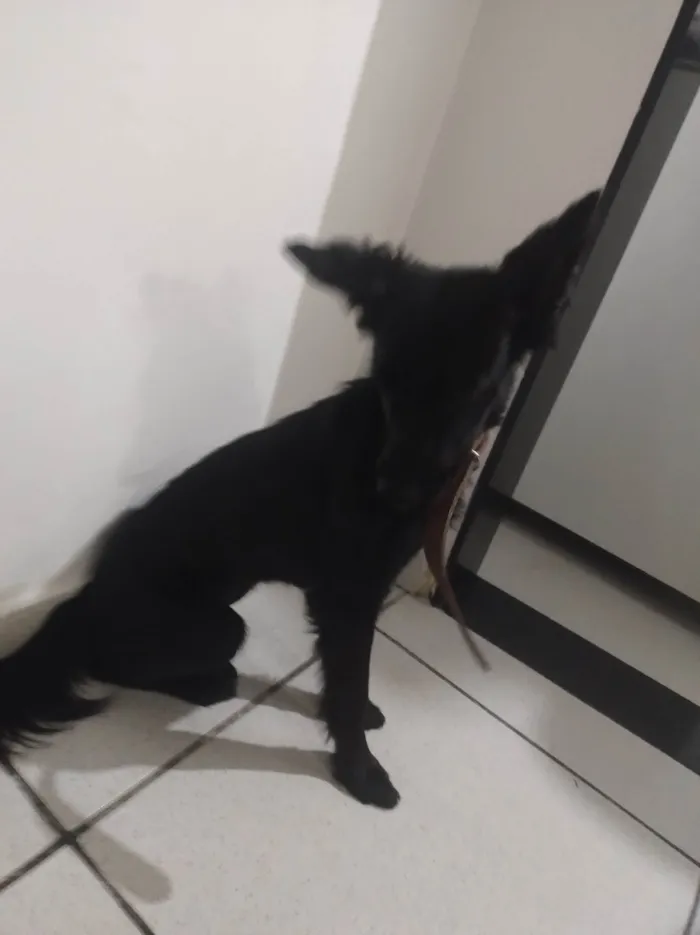 Cachorro ra a SRD-ViraLata idade 2 a 6 meses nome ?? pretinha 