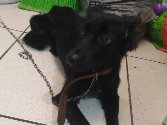 Cachorro ra a SRD-ViraLata idade 2 a 6 meses nome ?? pretinha 