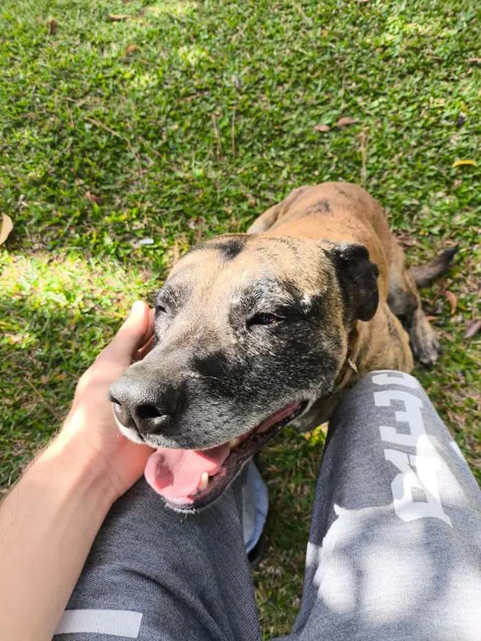 Cachorro raça SRD-ViraLata idade 3 anos nome Tigre 