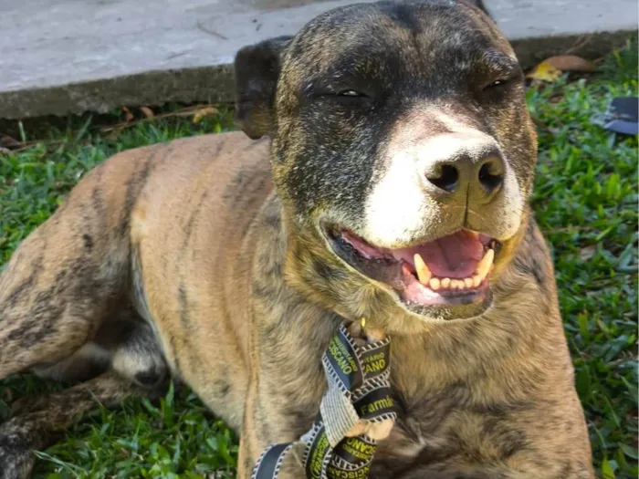 Cachorro raça SRD-ViraLata idade 3 anos nome Tigre 