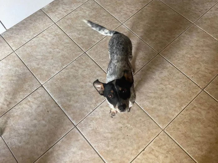 Cachorro ra a SRD-ViraLata idade 7 a 11 meses nome Luke