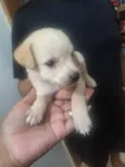 Cachorro ra a SRD-ViraLata idade Abaixo de 2 meses nome Aline 