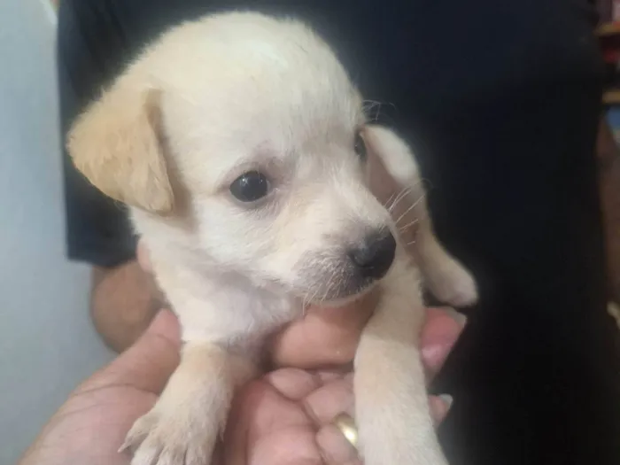 Cachorro ra a SRD-ViraLata idade Abaixo de 2 meses nome Aline 