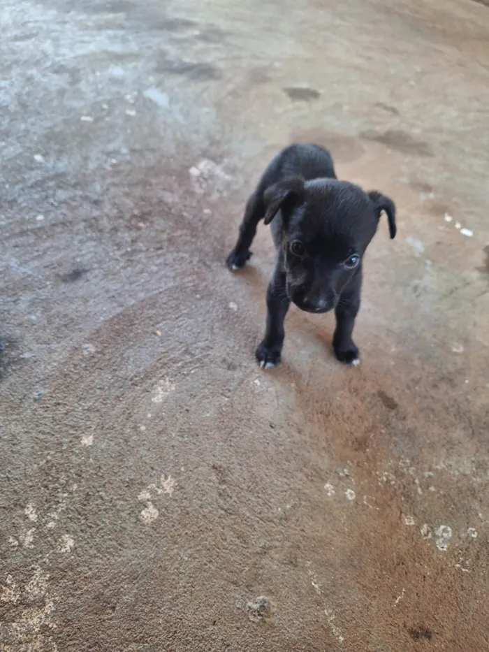 Cachorro ra a SRD-ViraLata idade Abaixo de 2 meses nome Aline 