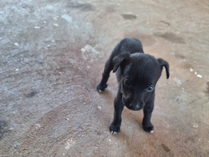 Cachorro ra a SRD-ViraLata idade Abaixo de 2 meses nome Aline 