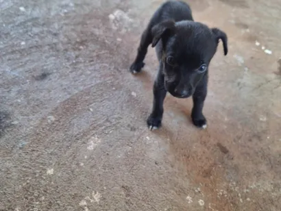 Cachorro raça SRD-ViraLata idade Abaixo de 2 meses nome Aline 