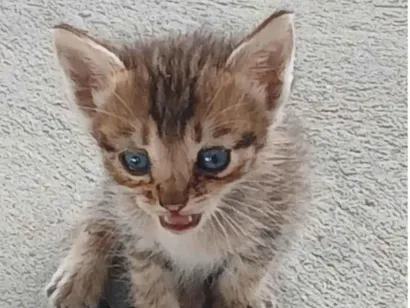 Gato raça SRD-ViraLata idade Abaixo de 2 meses nome Sem nome 