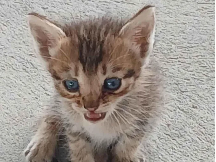 Gato ra a SRD-ViraLata idade Abaixo de 2 meses nome Sem nome 