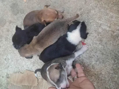 Cachorro raça SRD-ViraLata idade Abaixo de 2 meses nome Nao tem nome ainda 