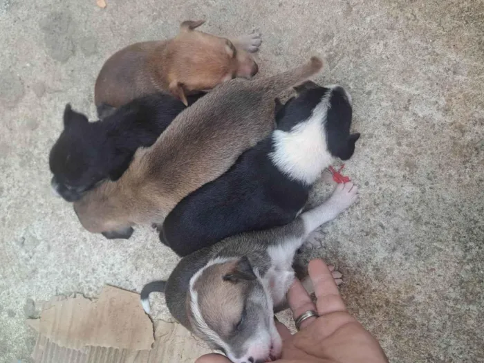 Cachorro raça SRD-ViraLata idade Abaixo de 2 meses nome Nao tem nome ainda 