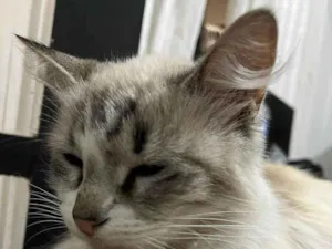Gato raça SRD-ViraLata idade 1 ano nome Mia