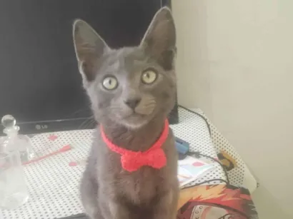 Gato raça SRD-ViraLata idade 2 a 6 meses nome Jhon