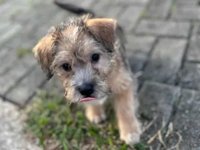 Cachorro raça Lhasa Apso idade 2 a 6 meses nome Thor