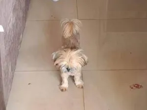 Cachorro raça Shitzu idade 2 a 6 meses nome Belinha 