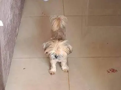 Cachorro raça Shitzu idade 2 a 6 meses nome Belinha 