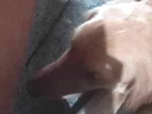 Cachorro raça SRD-ViraLata idade 4 anos nome Kira 