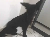 Cachorro raça SRD-ViraLata idade 2 a 6 meses nome ?? pretinha 