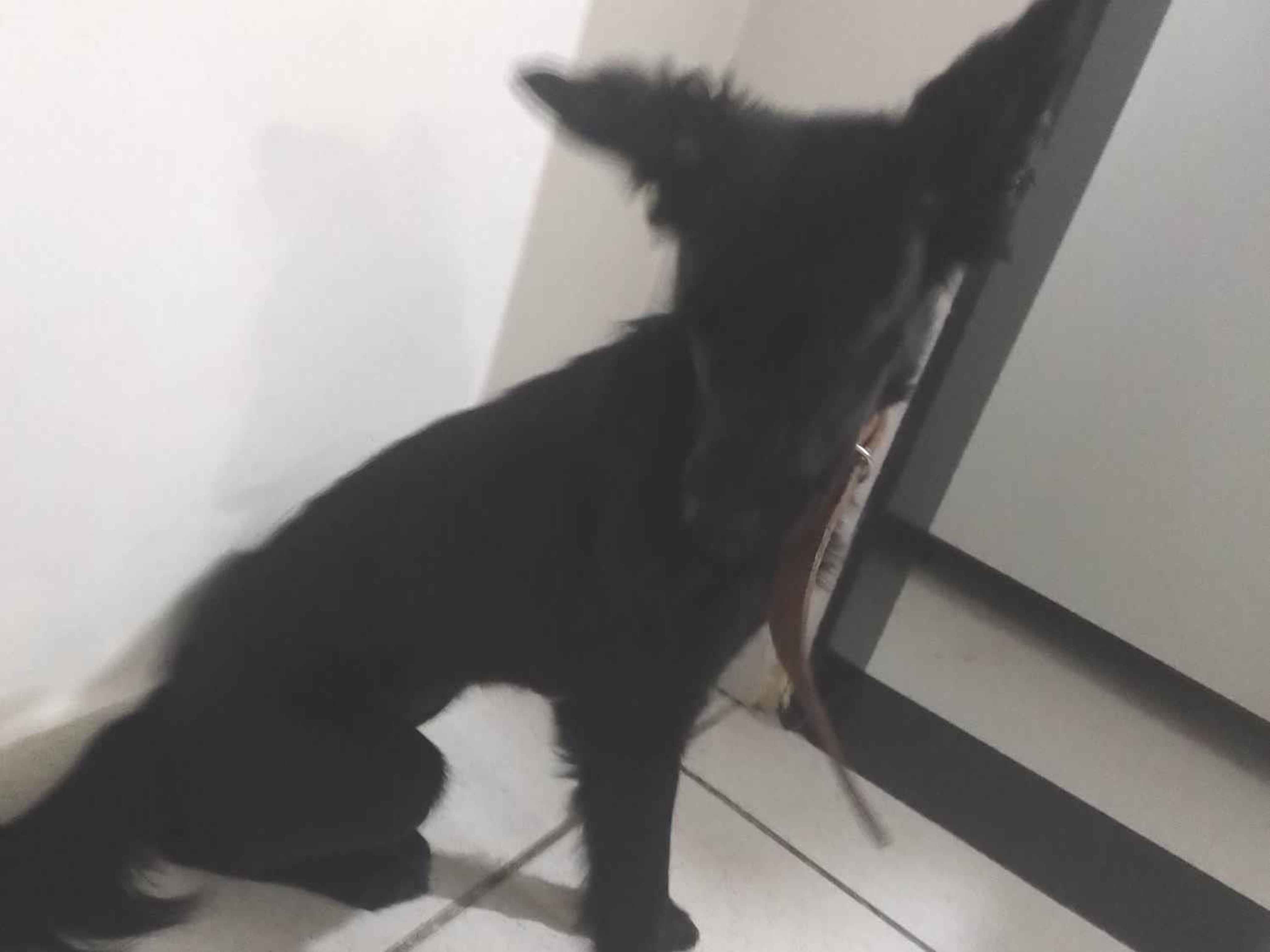 Cachorro ra a SRD-ViraLata idade 2 a 6 meses nome ?? pretinha 