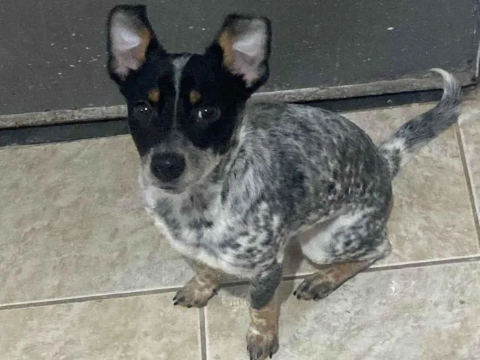 Cachorro ra a SRD-ViraLata idade 7 a 11 meses nome Luke