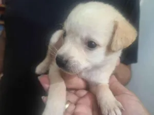 Cachorro raça SRD-ViraLata idade Abaixo de 2 meses nome Aline 