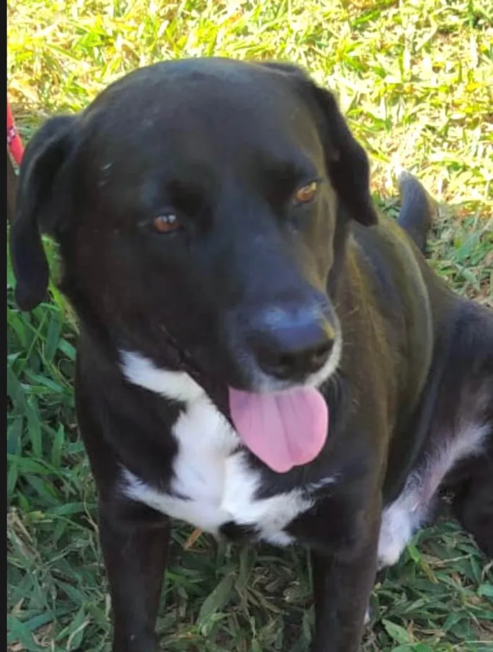 Cachorro ra a Labrador idade 1 ano nome Negão 