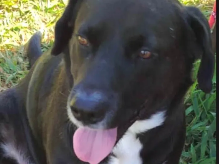 Cachorro ra a Labrador idade 1 ano nome Negão 