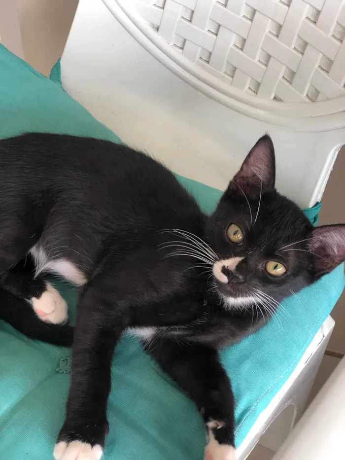 Gato ra a SRD-ViraLata idade 2 a 6 meses nome Diego 