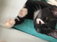 Gato raça SRD-ViraLata idade 2 a 6 meses nome Diego 