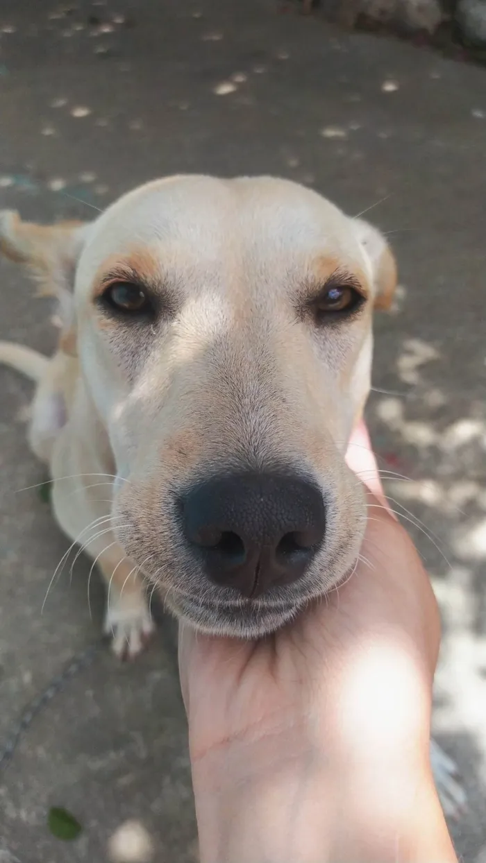 Cachorro ra a SRD-ViraLata idade 2 a 6 meses nome Lola