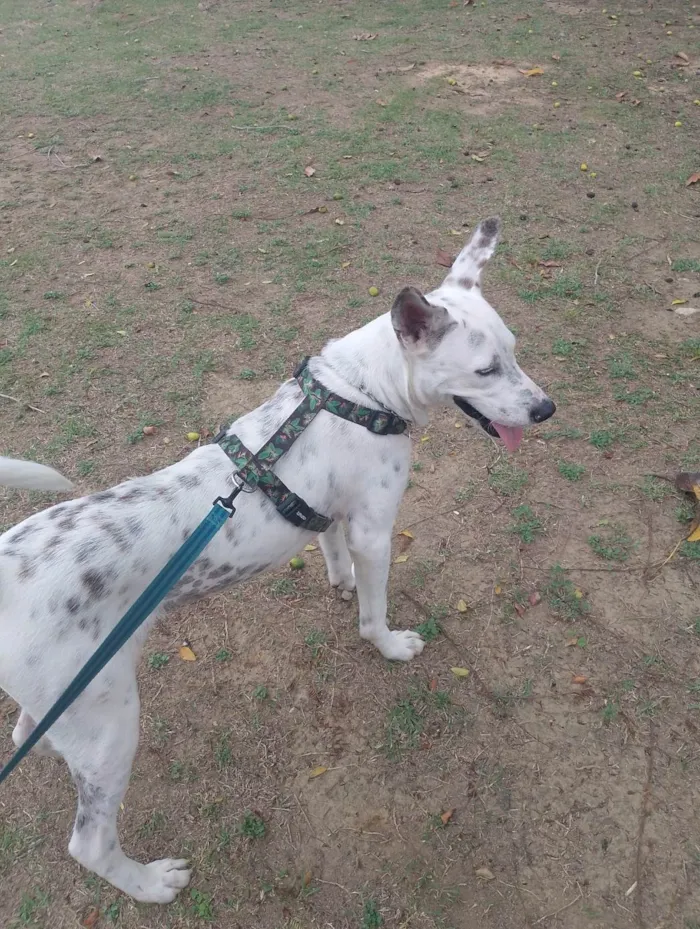 Cachorro ra a SRD-ViraLata idade 2 anos nome Costela 