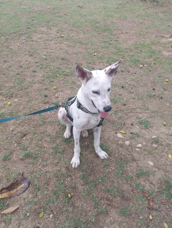 Cachorro ra a SRD-ViraLata idade 2 anos nome Costela 