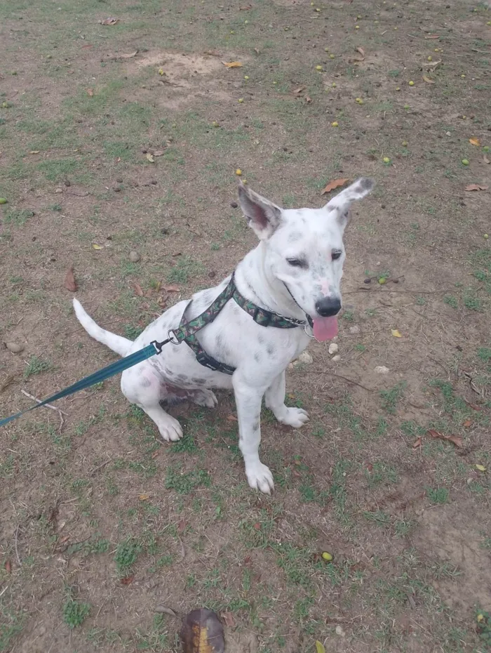 Cachorro ra a SRD-ViraLata idade 2 anos nome Costela 