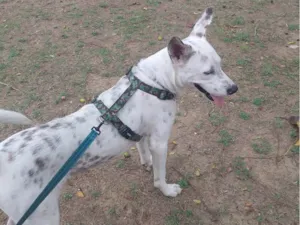 Cachorro raça SRD-ViraLata idade 2 anos nome Costela 