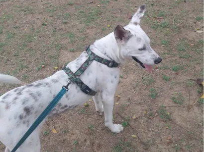 Cachorro raça SRD-ViraLata idade 2 anos nome Costela 