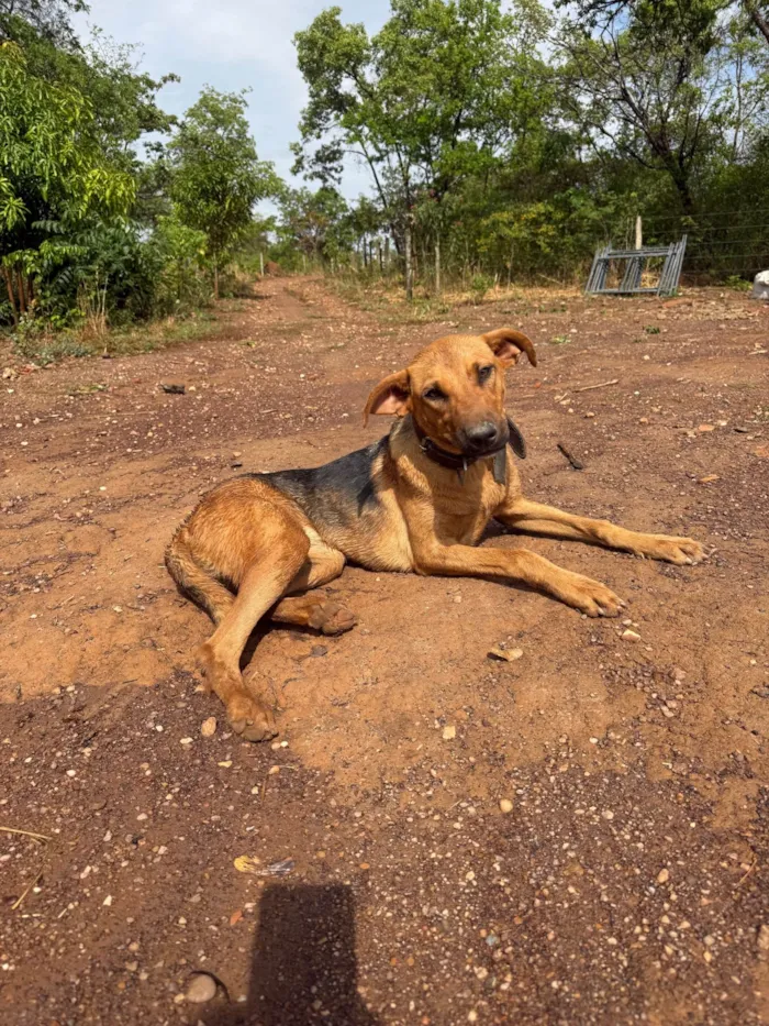 Cachorro ra a Perdigueiro idade 7 a 11 meses nome Nina
