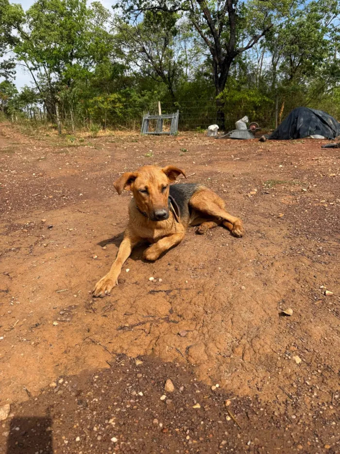 Cachorro ra a Perdigueiro idade 7 a 11 meses nome Nina