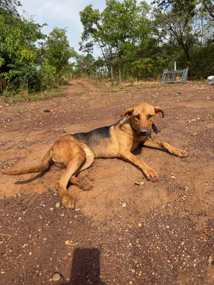 Cachorro ra a Perdigueiro idade 7 a 11 meses nome Nina